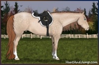 Horse Color:Buckskin Pearl