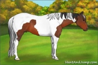 Horse Color:Bay Tobiano 