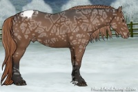 Horse Color:Liver Chestnut Ice Appaloosa 