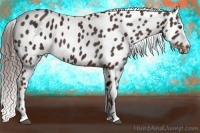 Horse Color:Liver Chestnut Sabino Appaloosa 
