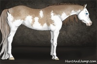 Horse Color:Liver Chestnut Sabino Splash