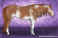 Horse Color:White Spotted Chestnut Sabino 