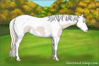 Horse Color:Smoky Creme Splash Tobiano 