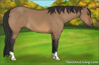 Horse Color:Bay Dun