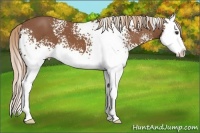 Horse Color:White Spotted Chestnut Splash 