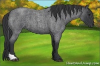 Horse Color:Blue Roan Tobiano 