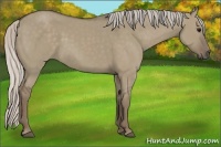 Horse Color:Silver Grullo 