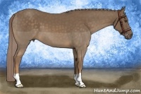 Horse Color:Chocolate Palomino 