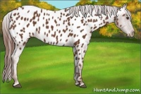 Horse Color:Chestnut Appaloosa 
