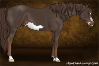 Horse Color:Liver Chestnut Frame 