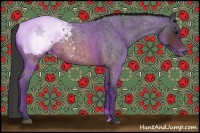 Horse Color:Brown Roan Appaloosa