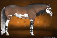 Horse Color:Buckskin Splash 
