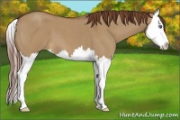 Horse Color:Red Dun Roan Splash