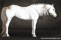 Horse Color:White Spotted Chocolate Palomino
