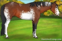 Horse Color:White Spotted Bay Sabino