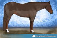 Horse Color:Gray Chestnut 
