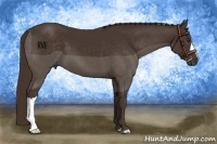 Horse Color:Liver Chestnut 