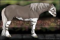 Horse Color:Silver Black Splash 