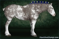Horse Color:Silver Black Sabino Splash and Silver Black Sabino Splash