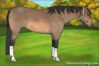 Horse Color:Buckskin Roan 
