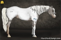 Horse Color:Liver Chestnut Appaloosa 