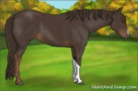 Horse Color:Liver Chestnut