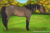 Horse Color:Brown Dun