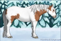 Horse Color:Bay Splash Tobiano Frame