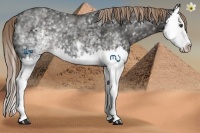 Horse Color:White Spotted Liver Chestnut Splash 