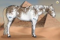 Horse Color:White Spotted Liver Red Dun 