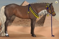 Horse Color:Liver Chestnut Sabino 