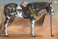 Horse Color:Liver Chestnut Sabino 