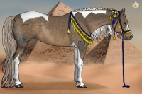 Horse Color:Chocolate Palomino Tobiano Rabicano 
