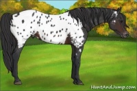 Horse Color:Brown Appaloosa 
