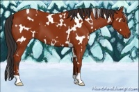 Horse Color:White Spotted Bay 