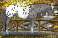 Horse Color:White Spotted Liver Chestnut Sabino Blanket