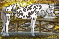 Horse Color:Liver Chestnut Splash Appaloosa