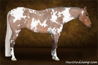 Horse Color:White Spotted Silver Bay Roan 
