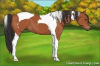 Horse Color:Bay Tobiano 