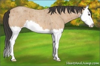 Horse Color:Buckskin Roan Splash 