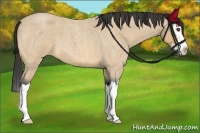 Horse Color:Buckskin Roan Splash 