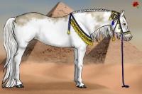 Horse Color:White Spotted Liver Red Dun Splash Frame 