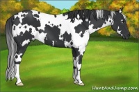 Horse Color:White Spotted Black