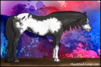 Horse Color:Liver Chestnut Frame Appaloosa