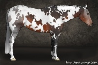 Horse Color:White Spotted Brown 