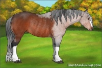 Horse Color:Bay Rabicano 