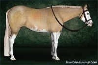 Horse Color:Chocolate Palomino Sabino Splash 