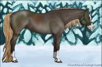 Horse Color:Liver Chestnut Sabino Splash