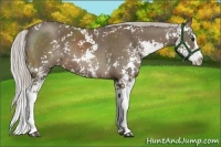 Horse Color:Chocolate Palomino Sabino Splash