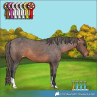 Horse Color:Brown Appaloosa